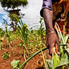 Elephants in the Garden